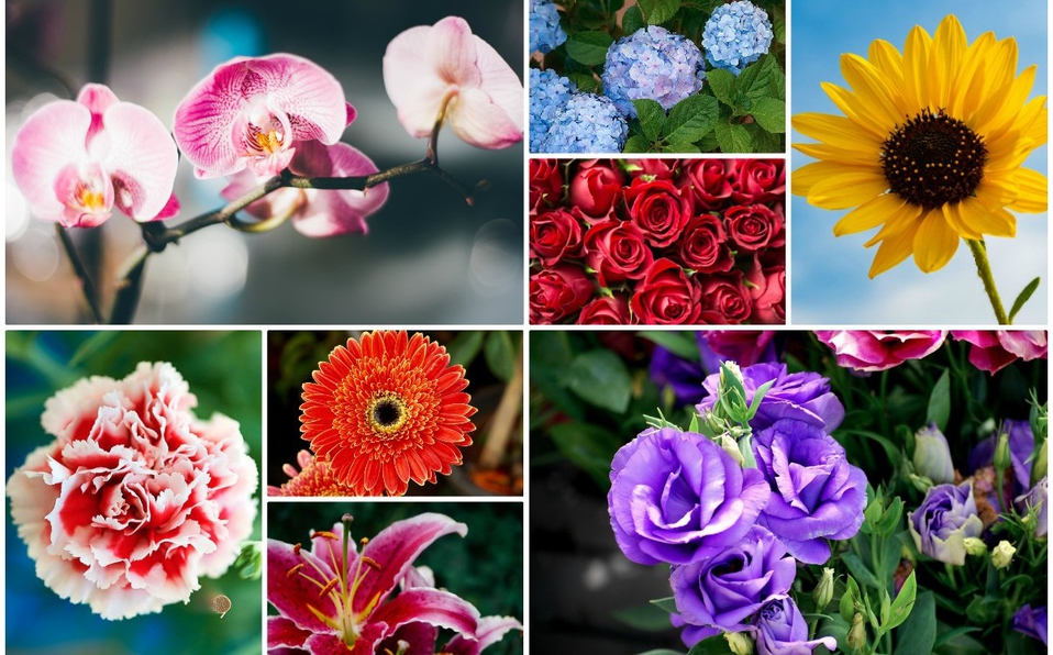 flores.html